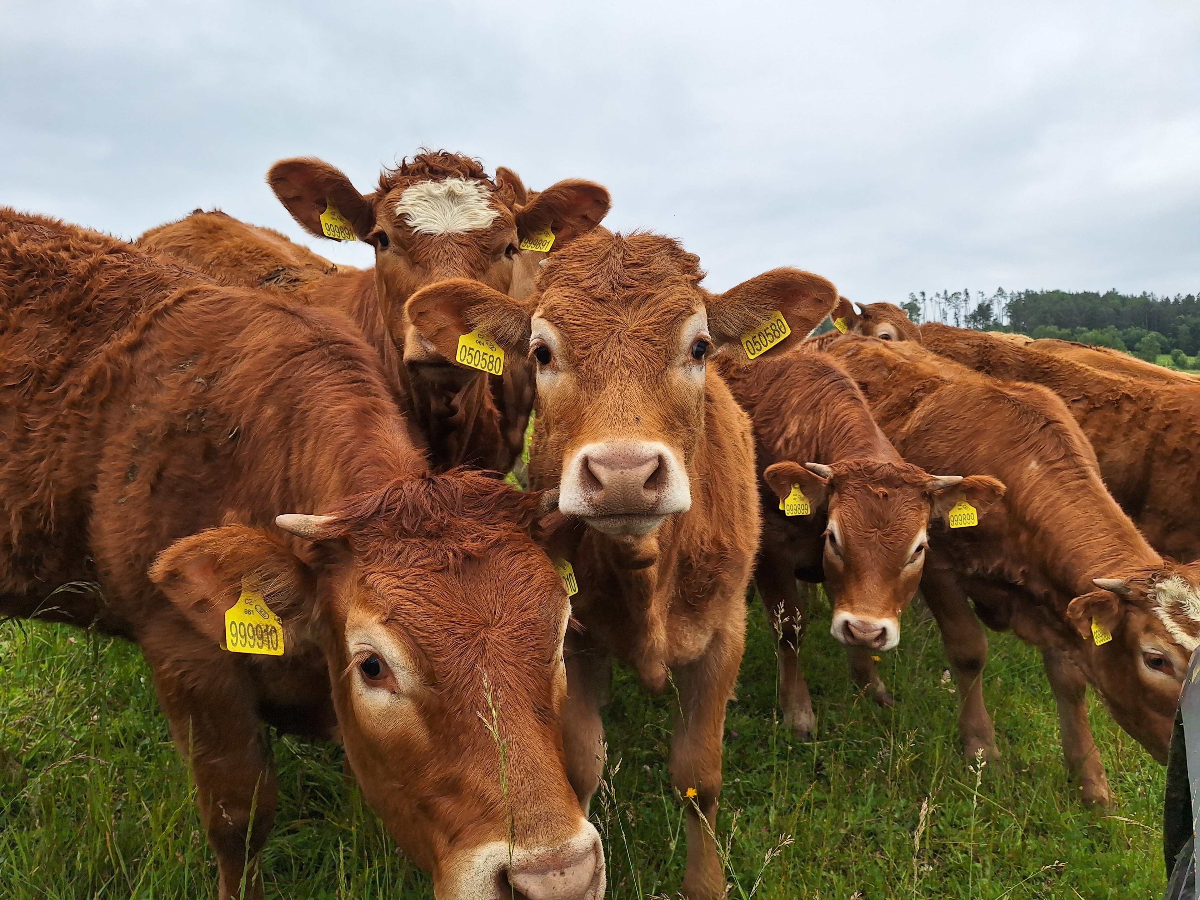 Zemědělské družstvo, Rácov u Jihlavy - 3